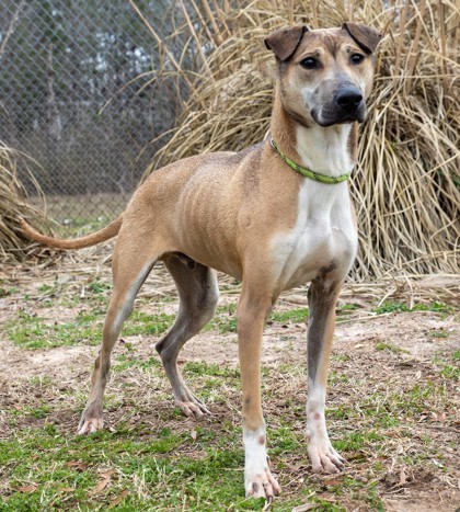 Russell, an adoptable Mixed Breed in Tyler, TX, 75711 | Photo Image 1