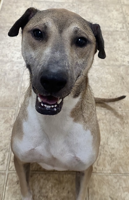 Russell, an adoptable Mixed Breed in Tyler, TX, 75711 | Photo Image 1