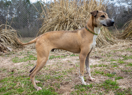 Russell, an adoptable Mixed Breed in Tyler, TX, 75711 | Photo Image 2