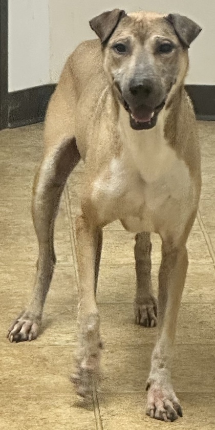 Russell, an adoptable Mixed Breed in Tyler, TX, 75711 | Photo Image 2