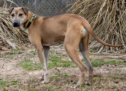 Russell, an adoptable Mixed Breed in Tyler, TX, 75711 | Photo Image 3