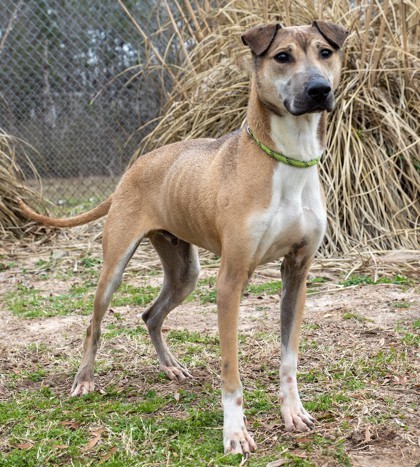Russell, an adoptable Mixed Breed in Tyler, TX, 75711 | Photo Image 3