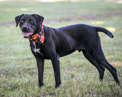 Peanut, an adoptable Labrador Retriever, Mixed Breed in Tyler, TX, 75711 | Photo Image 1