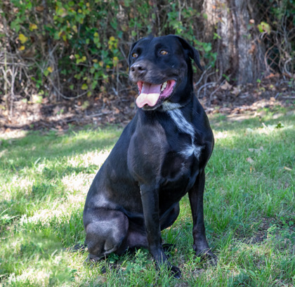 Peanut, an adoptable Labrador Retriever, Mixed Breed in Tyler, TX, 75711 | Photo Image 2