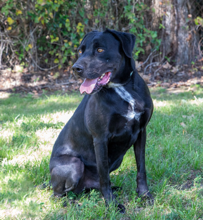 Peanut, an adoptable Labrador Retriever, Mixed Breed in Tyler, TX, 75711 | Photo Image 3