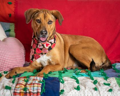 Layla, an adoptable Hound, Mixed Breed in Tyler, TX, 75711 | Photo Image 1