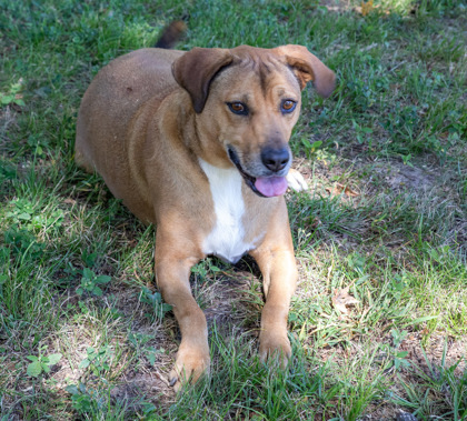 Layla, an adoptable Hound, Mixed Breed in Tyler, TX, 75711 | Photo Image 2