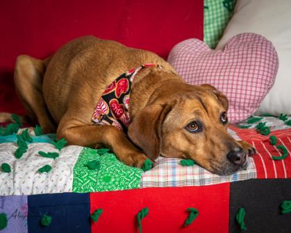 Layla, an adoptable Hound, Mixed Breed in Tyler, TX, 75711 | Photo Image 3