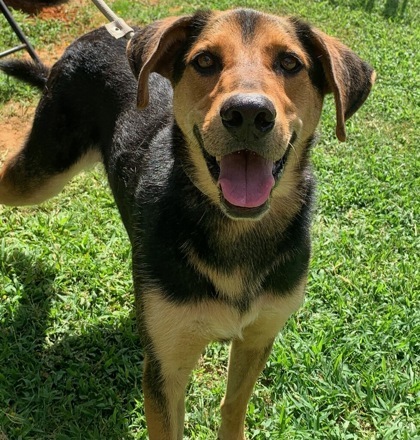 Skip, an adoptable Shepherd, Hound in Tyler, TX, 75711 | Photo Image 1