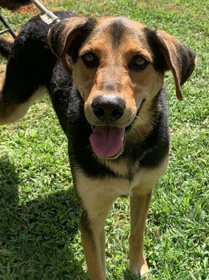 Skip, an adoptable Shepherd, Hound in Tyler, TX, 75711 | Photo Image 2
