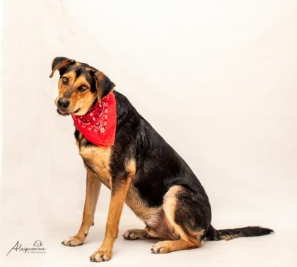 Skip, an adoptable Shepherd, Hound in Tyler, TX, 75711 | Photo Image 3