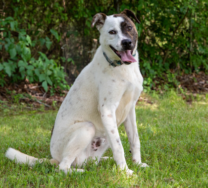 Bandit, an adoptable Cattle Dog, Mixed Breed in Tyler, TX, 75711 | Photo Image 1