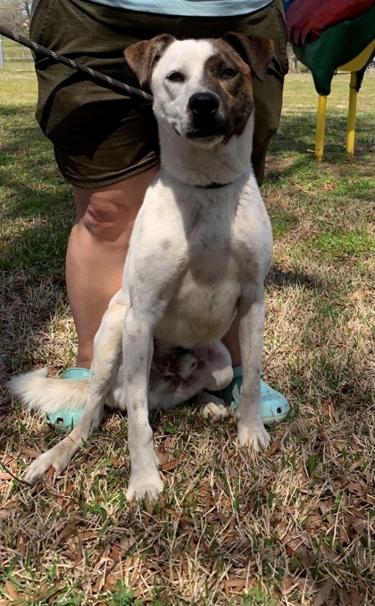 Bandit, an adoptable Cattle Dog, Mixed Breed in Tyler, TX, 75711 | Photo Image 1