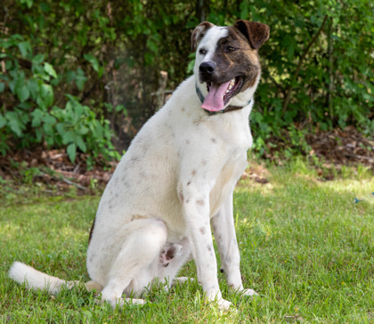 Bandit, an adoptable Cattle Dog, Mixed Breed in Tyler, TX, 75711 | Photo Image 2