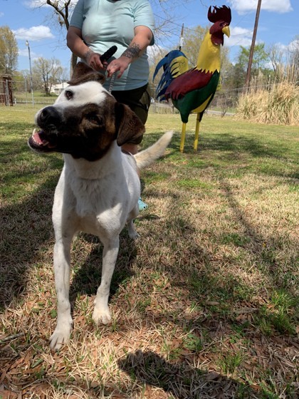 Bandit, an adoptable Cattle Dog, Mixed Breed in Tyler, TX, 75711 | Photo Image 2