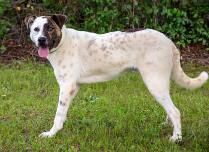 Bandit, an adoptable Cattle Dog, Mixed Breed in Tyler, TX, 75711 | Photo Image 3