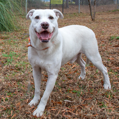 Floyd, an adoptable Pit Bull Terrier, Mixed Breed in Tyler, TX, 75711 | Photo Image 1