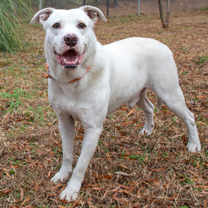 Floyd, an adoptable Pit Bull Terrier, Mixed Breed in Tyler, TX, 75711 | Photo Image 2