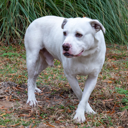 Floyd, an adoptable Pit Bull Terrier, Mixed Breed in Tyler, TX, 75711 | Photo Image 3