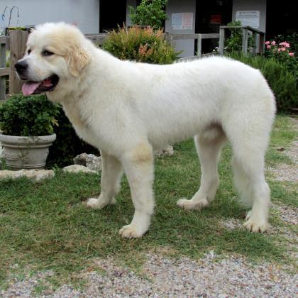 Yogi, an adoptable Great Pyrenees, Mixed Breed in Tyler, TX, 75711 | Photo Image 1