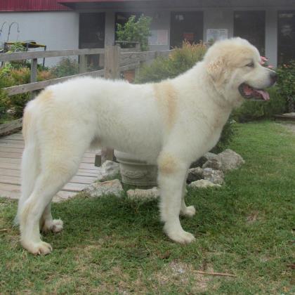 Yogi, an adoptable Great Pyrenees, Mixed Breed in Tyler, TX, 75711 | Photo Image 2