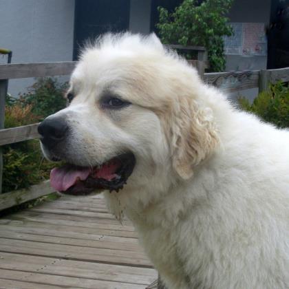 Yogi, an adoptable Great Pyrenees, Mixed Breed in Tyler, TX, 75711 | Photo Image 3