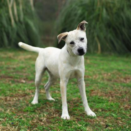 Hunter, an adoptable Cattle Dog, Mixed Breed in Tyler, TX, 75711 | Photo Image 1