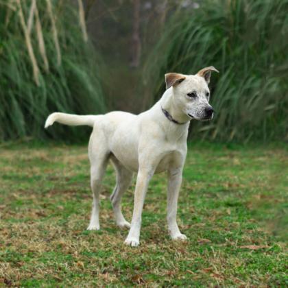 Hunter, an adoptable Cattle Dog, Mixed Breed in Tyler, TX, 75711 | Photo Image 2