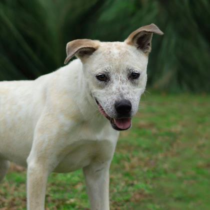 Hunter, an adoptable Cattle Dog, Mixed Breed in Tyler, TX, 75711 | Photo Image 3