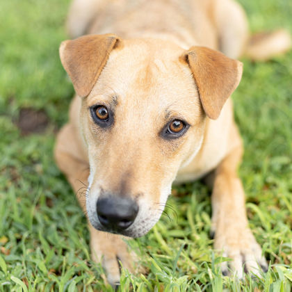 Chuck, an adoptable Labrador Retriever, Mixed Breed in Tyler, TX, 75711 | Photo Image 1