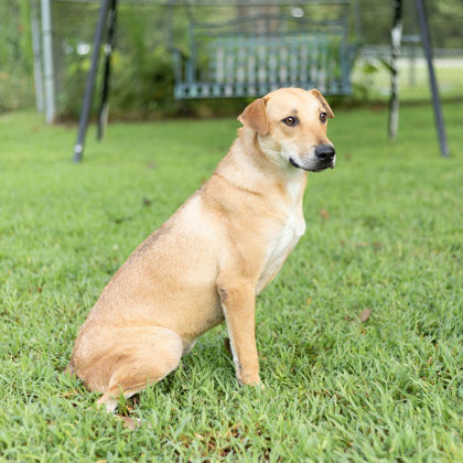 Chuck, an adoptable Labrador Retriever, Mixed Breed in Tyler, TX, 75711 | Photo Image 2