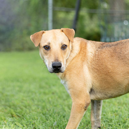 Chuck, an adoptable Labrador Retriever, Mixed Breed in Tyler, TX, 75711 | Photo Image 3