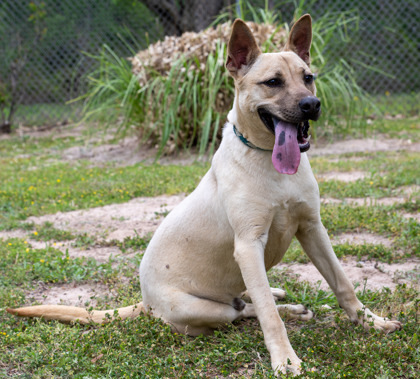 Simon, an adoptable German Shepherd Dog, Mixed Breed in Tyler, TX, 75711 | Photo Image 1