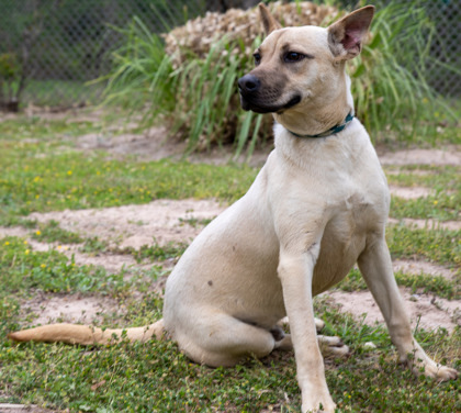 Simon, an adoptable German Shepherd Dog, Mixed Breed in Tyler, TX, 75711 | Photo Image 2