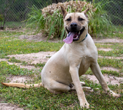 Simon, an adoptable German Shepherd Dog, Mixed Breed in Tyler, TX, 75711 | Photo Image 3