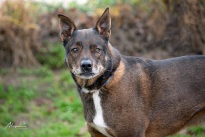 Dusty, an adoptable Shepherd, Mixed Breed in Tyler, TX, 75711 | Photo Image 1