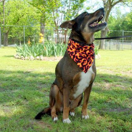 Dusty, an adoptable Shepherd, Mixed Breed in Tyler, TX, 75711 | Photo Image 2