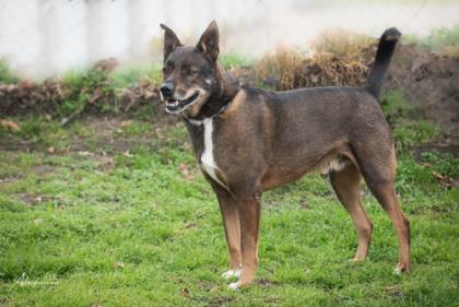 Dusty, an adoptable Shepherd, Mixed Breed in Tyler, TX, 75711 | Photo Image 3