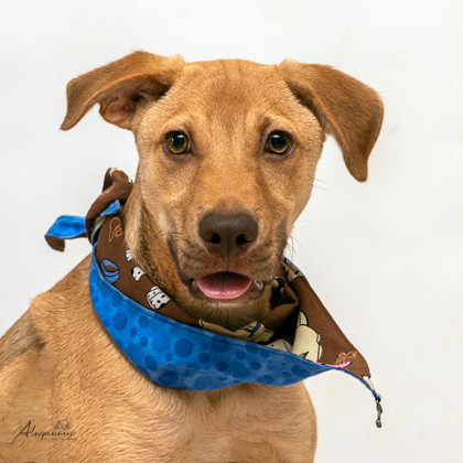 Otis, an adoptable Mixed Breed in Tyler, TX, 75711 | Photo Image 1