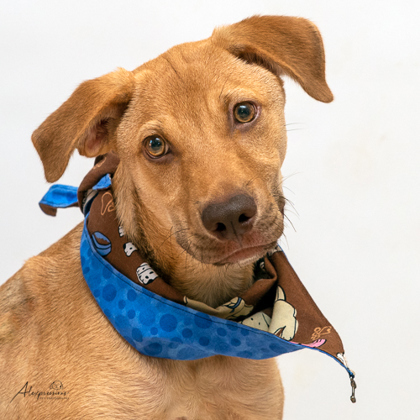Otis, an adoptable Mixed Breed in Tyler, TX, 75711 | Photo Image 2