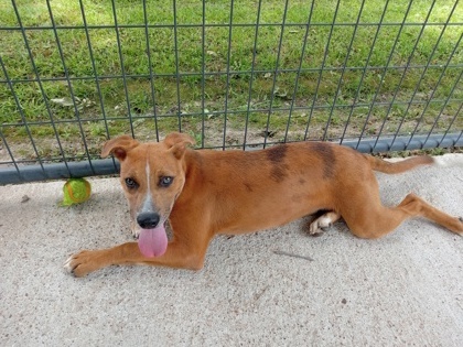 Bruce, an adoptable Mixed Breed in Tyler, TX, 75711 | Photo Image 1