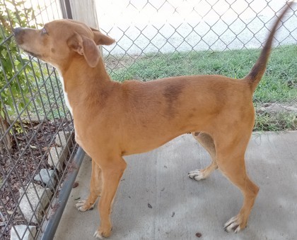 Bruce, an adoptable Mixed Breed in Tyler, TX, 75711 | Photo Image 2