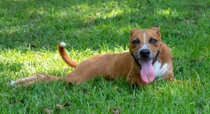 Bruce, an adoptable Mixed Breed in Tyler, TX, 75711 | Photo Image 3