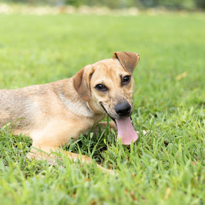 Clyde, an adoptable Mixed Breed in Tyler, TX, 75711 | Photo Image 1