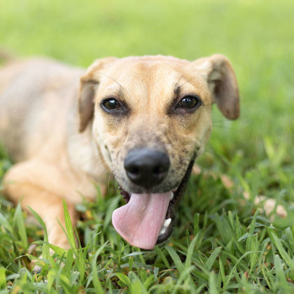 Clyde, an adoptable Mixed Breed in Tyler, TX, 75711 | Photo Image 2