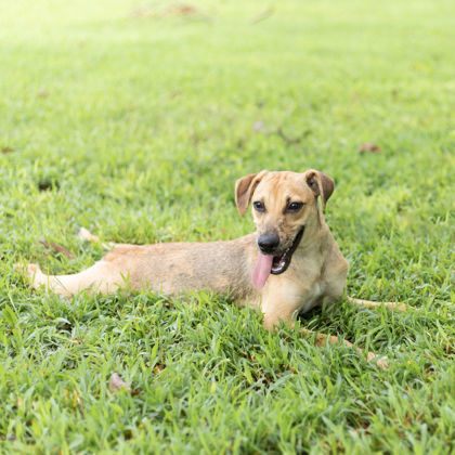 Clyde, an adoptable Mixed Breed in Tyler, TX, 75711 | Photo Image 3