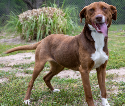 Reba, an adoptable Mixed Breed in Tyler, TX, 75711 | Photo Image 1