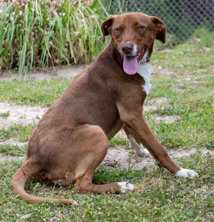 Reba, an adoptable Mixed Breed in Tyler, TX, 75711 | Photo Image 2
