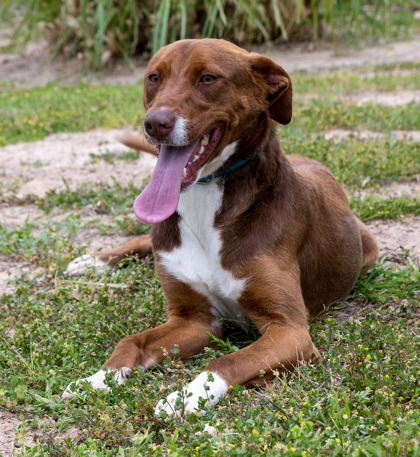 Reba, an adoptable Mixed Breed in Tyler, TX, 75711 | Photo Image 3