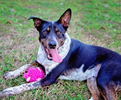 Henry, an adoptable Australian Cattle Dog / Blue Heeler, Mixed Breed in Tyler, TX, 75711 | Photo Image 1